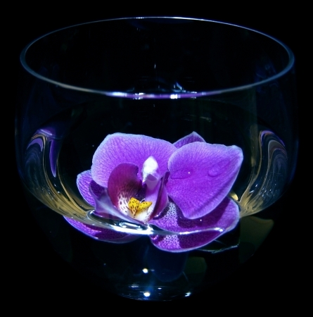 violet orchid is in wine glassの写真素材