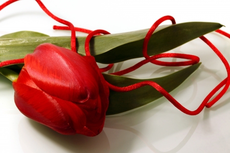 Red tulip and red tape on a light backgroundの写真素材