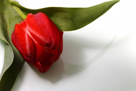 Red tulip on a light background の写真素材
