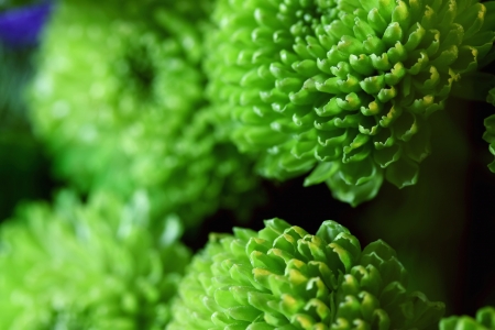 Green fluffy balls of flowers macro shootingの写真素材