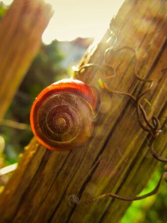 Golden slugの写真素材