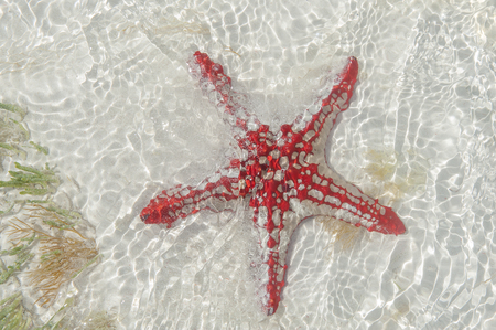 starfish in the oceanの写真素材