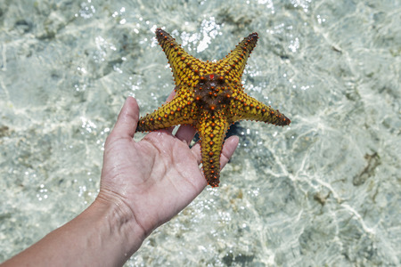 starfish on the handの写真素材