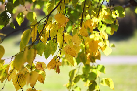 Autumn background. Bright yellow-green birch leaves on a branch close-up. Autumn colors. Sunlight on...