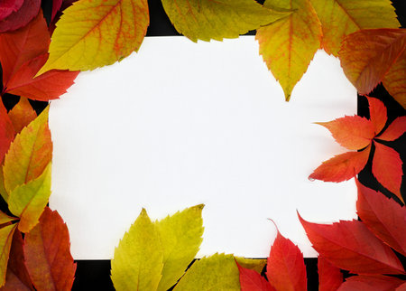 Autumn composition. Bright red and yellow leaves of wild grapes, blank white sheet of paper. Black...