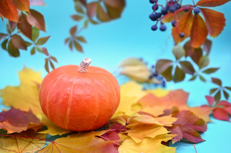 Autumn composition. One orange pumpkin on a blue background. Around the pumpkin there are leaves of...