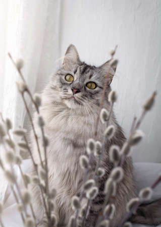 Portrait of a fluffy domestic gray cat. The cat sitting by the window. Looks straight through the pussy willow branches.の写真素材