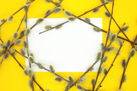 Spring background. White blank card, branches of pussy willow scattered chaotically around. Yellow background, top view, mockup, space for text.の写真素材