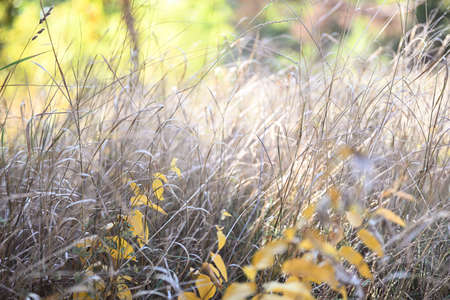 Natural background. Dry grass in the meadow in summer or early autumn. Sunny day. Soft focus, shallow depth of field.の写真素材