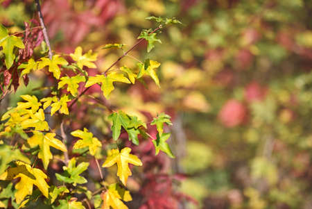 Autumn background. A branch of yellow-green leaves. Bright blurred background of yellow, green and red leaves. Free space for text, shallow depth of field, bokeh.の写真素材
