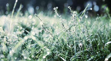 Natural background. Grass covered with dew in the morning sun. Close-up, shallow depth of field, selective focus.の写真素材