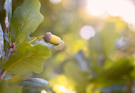 Autumn natural background.Oak branch with acorn and leaves. Close-up, free space for text. Warm light, shallow depth of field, backlight and bokeh.の写真素材