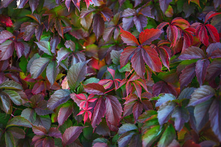 Leaves of wild grapes. Autumn background. Bright multi-colored leaves, red, yellow, green.