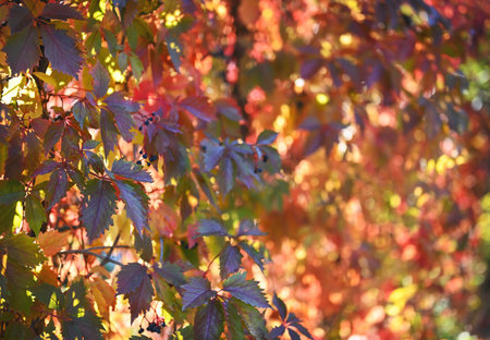 Autumn background. Bright leaves of wild grapes with backlight. Autumn colors. Wild grape fence. Free space for text.の写真素材