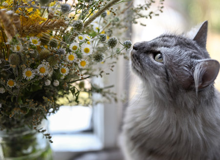 Domestic gray cat and a bouquet of wild flowers. Tthe cat sits on the windowsill and sniffs flowers. Cats love flowers. Close up.の写真素材