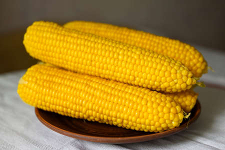 Four freshly brewed sweet corn on a plate.の写真素材