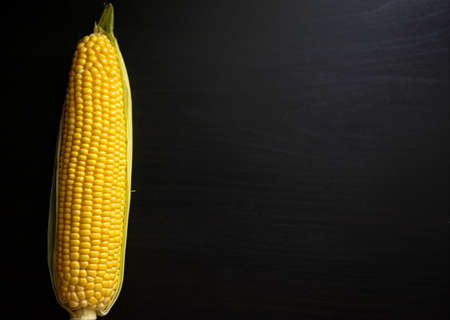 Raw sweet yellow corn on a dark table surface. Free space for textの写真素材