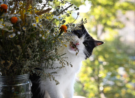 Cat on the windowsill. Domestic black and white cat eats grass from a bouquet of wildflowers. Behind it is a mosquito net and a blurred natural background. Sunny day. Cats love flowers.の写真素材