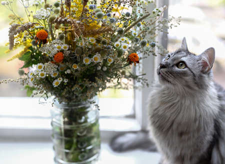 Domestic gray cat and a bouquet of wild flowers. The cat sits on the windowsill and looks at the flowers. Cats love flowers.の写真素材