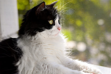 Close-up of a domestic black and white cat lying on a windowsill. Behind it is a mosquito net and a blurred natural background. It's warm and sunny outside. Ð¡at basking in the sun.の写真素材
