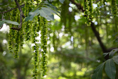 Branches of the Caucasian walnut (Caucasian Wingnut tree). Beautiful floral background.の写真素材
