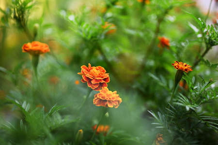 Floral background. Blooming marigolds in the garden. Blurred green background, selective focusの写真素材