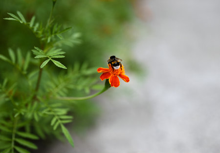 Blooming marigold flower close up. The bumblebee is sitting on a flower. Free space for text, blurred backgroundの写真素材