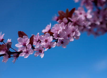 Floral spring background. Cherry blossoms. Pink cherry flowers on a background of blue sky, soft...