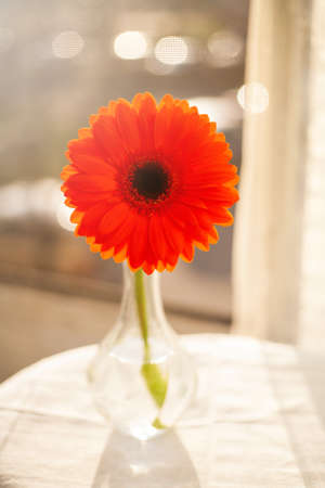 Floral background. Orange gerbera in backlight. Gerbera in a vase against the background of the window. Blurred background.の写真素材