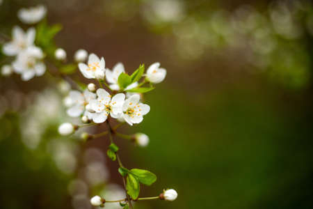 Floral background. Blossoming cherry branch. Green blurred background, free space for text.の写真素材