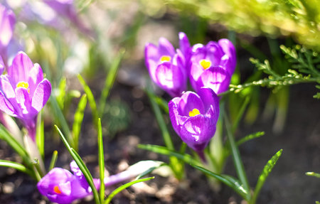 Spring floral background. Purple crocuses in the garden. Early spring. Selective soft focus. Spring...