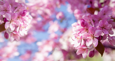Spring blossom background banner. A branch of a blossoming apple tree. Lots of pink flowers. Blurred...