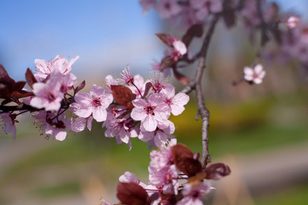 Floral spring background. Cherry blossoms. Pink Ñherry flowers. Blurred background, soft...