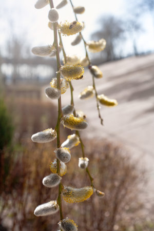 Early spring. Willow branches with buds. Flowering pussy willow branches, blurred background, space...