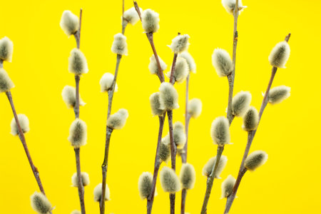 Spring and easter background. Pussy willow branches on a yellow background.
