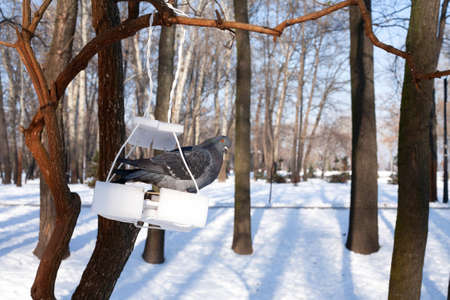 Bird feeders. The pigeon is sitting in the feeder. Taking care of birdsの写真素材