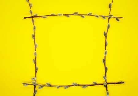 Spring background. Frame made of pussy willow branches on a yellow background. Free space for text. Top view. Square frame.の写真素材