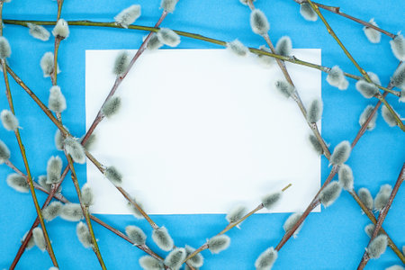 Spring background. White blank card, branches of pussy willow scattered chaotically around. Blue background, top view, mockup, space for text.の写真素材