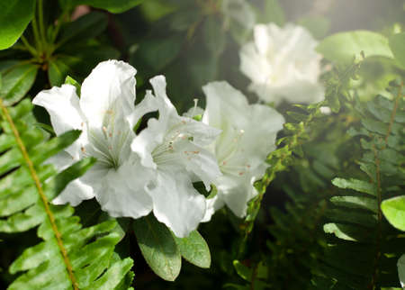 Blooming white azalea flowers close-up (Rhododendron Hinodegiri) .Beautiful azalea flowers. Floral background. Shot with shallow depth of field, selective focus.の写真素材