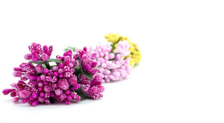 Decorative flowers isolated on white background. CLose-up. Space for text.の写真素材