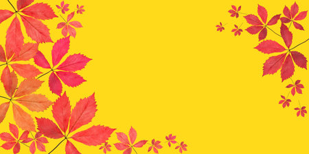 Yellow background with floral pattern. Frame with place for text in the center. Banner with space for you text.の写真素材
