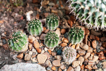 Six small round cacti in the botanical garden, pebbles around the cacti on the ground.の写真素材