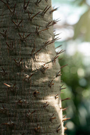 Tropical plants. Alluaudia trunk, didierea ascendens. A prickly bush with sharp thorns. Succulent from Madagascar. Plant background.の写真素材