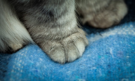 A cat's paw on a soft blue plaid. A domestic cat. Close-up of the cat's paw.