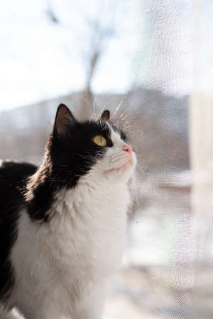 Domestic black-and-white cat, a protective net on the window, the cat is safe, will not fall out of the window. The cat looks up, hunts the bird, cat looks out the window. Mosquito net on the window.の写真素材