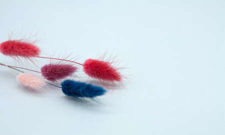 Hare's tail (Lagurus ovatus). Multicolored dry flowers. For bouquet arrangements and crafts. For floristry, decoration, hand-made. Minimalism concept. Space for text on the right.の写真素材