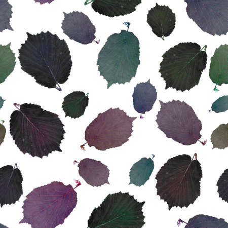 The multicolored leaves are real, not painted. White backgroundの写真素材