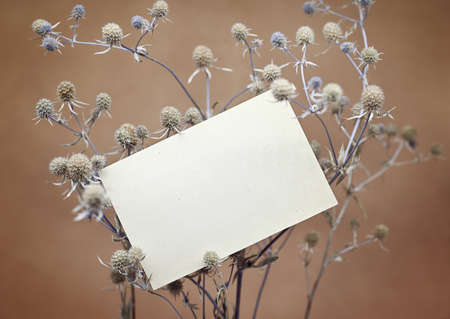 Blank vintage sheet of paper on a branch of a dry thorny plant. Beige background, shallow depth of field. The concept of naturalness. Mockup, blank for cards, invitations, announcements, copy space.の写真素材