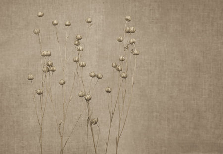 Abstract natural background. Dry flax on a background of linen fabric. Blurred background, sepia...
