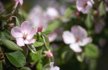 Spring blurred floral background, out of focus. Blooming apple tree. Pink apple tree flowers close up.の写真素材